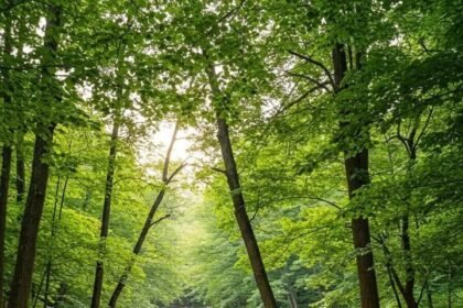 Best Camping Spots for Nature Lovers