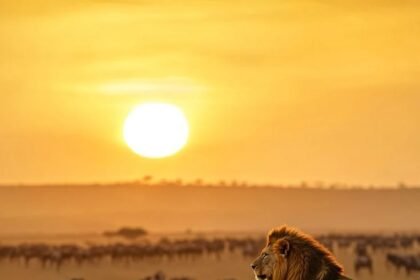Wildlife Travel Guide: Best Safari Destinations